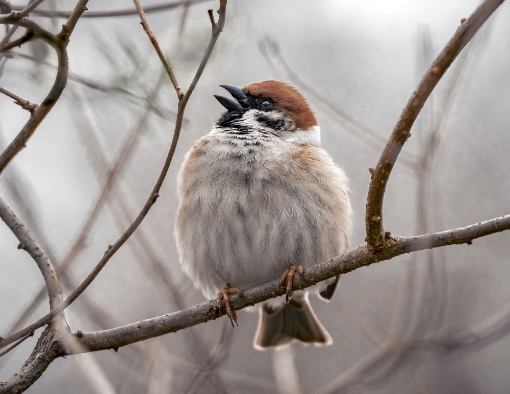Photograph by Stamen Sotirov