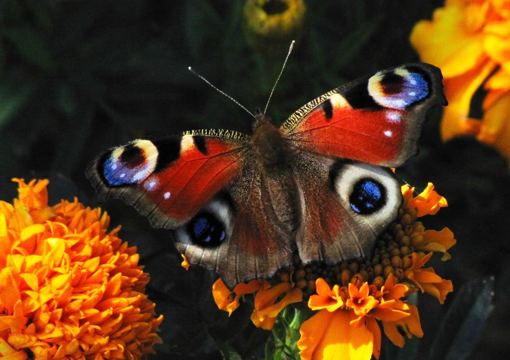 Дневной павлиний глаз