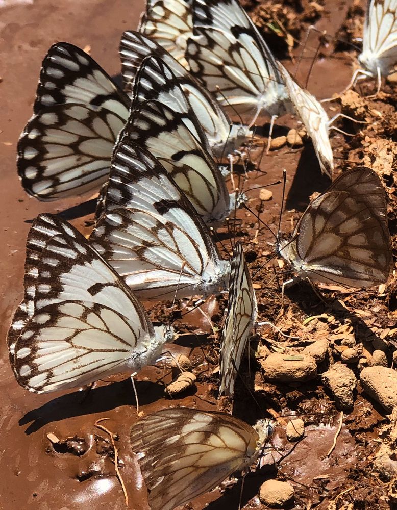 Photograph by Antony Trivet