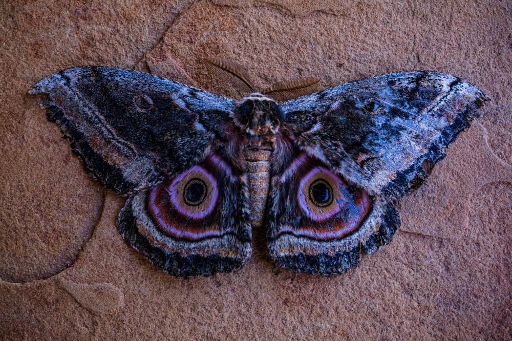 Photograph by Antony Trivet