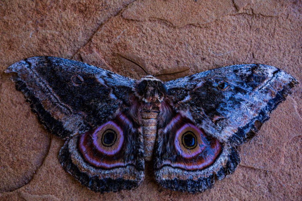 Photograph by Antony Trivet