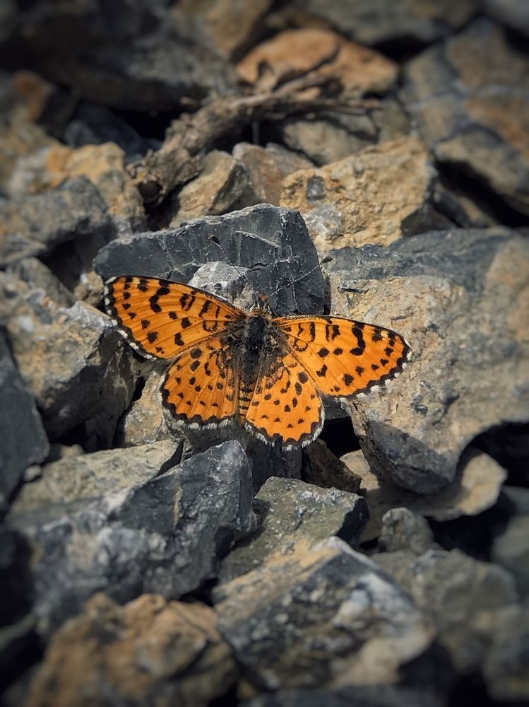 Фотография автора Omid Naseri