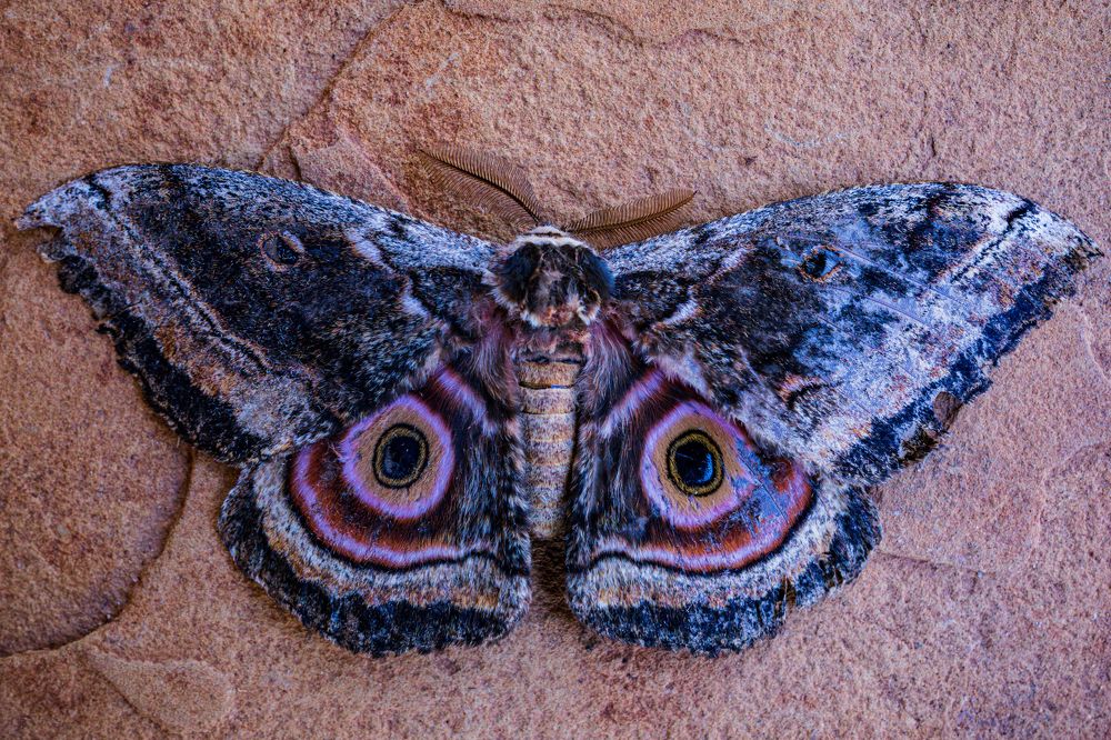 Photograph by Antony Trivet