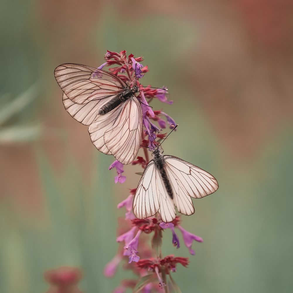 Photograph by Николаева Эвелина