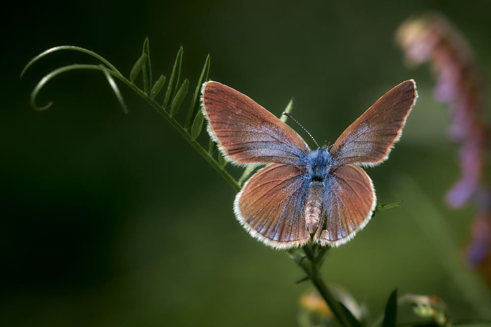 Photograph by Игорь Тымчук