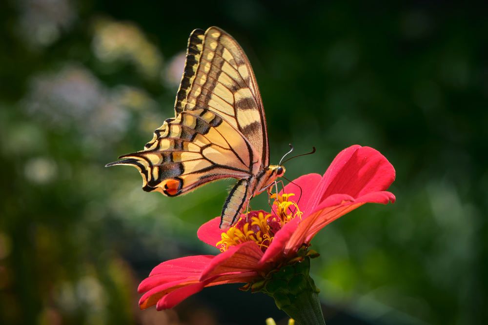 Photograph by Игорь Тымчук