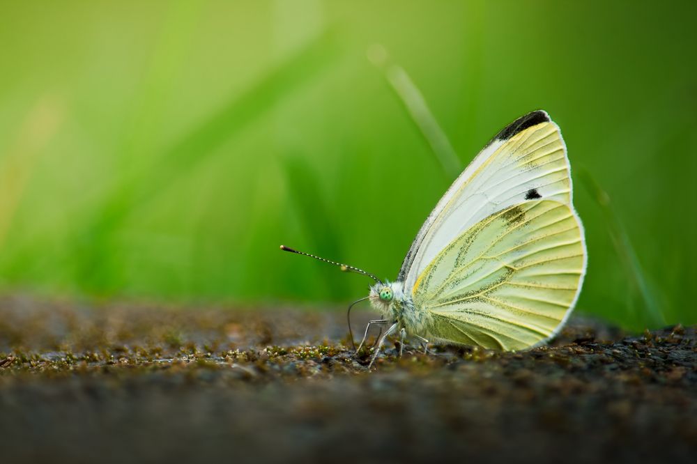 Photograph by Filip Betko