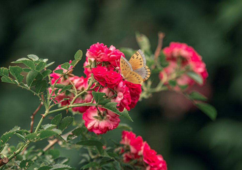 Photograph by Милана Бабченко