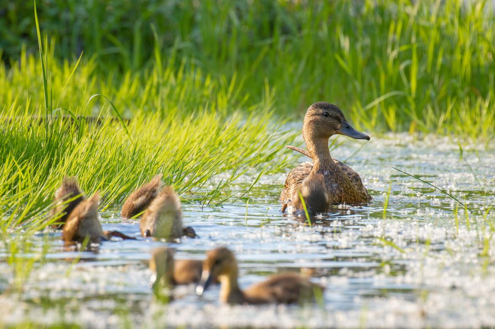 Под маминым крылом