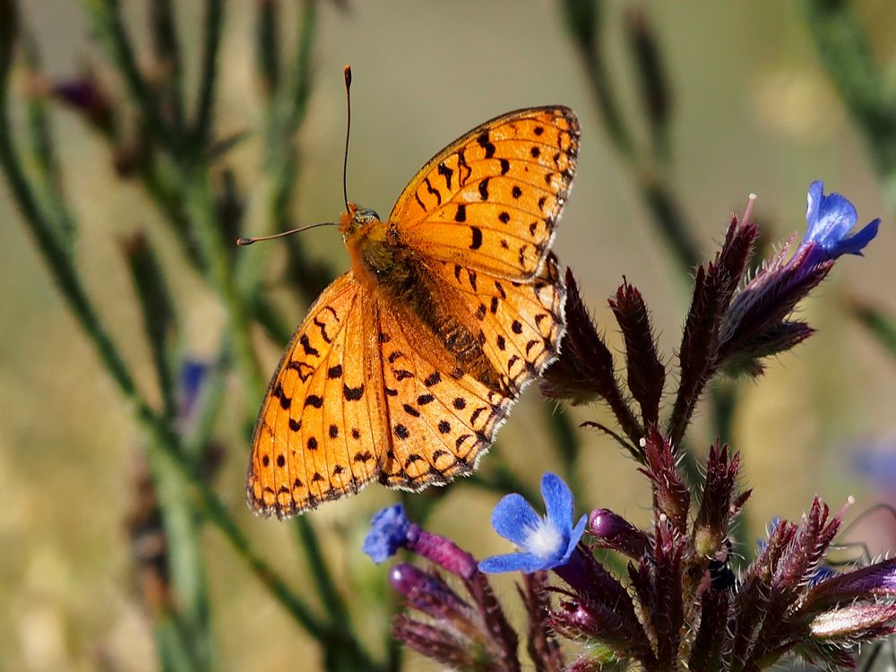 Photograph by Abdolreza Aleagha