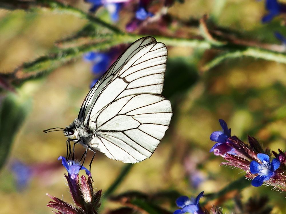 Photograph by Abdolreza Aleagha