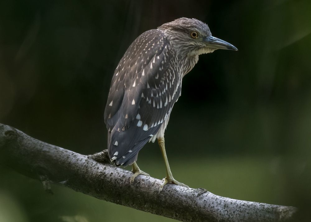 Black-crowned Night Heron (juvenile)