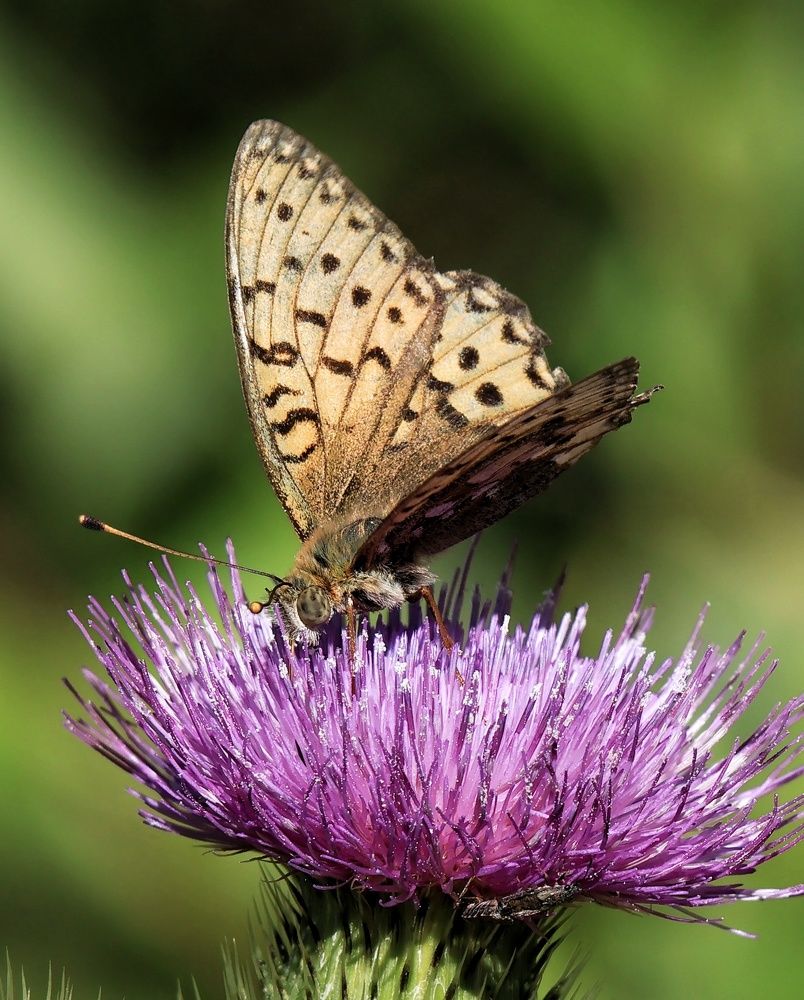 Photograph by Olga Asson