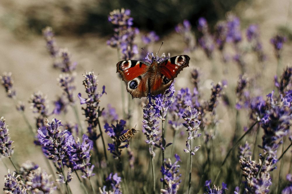 Photograph by Панькина Мария