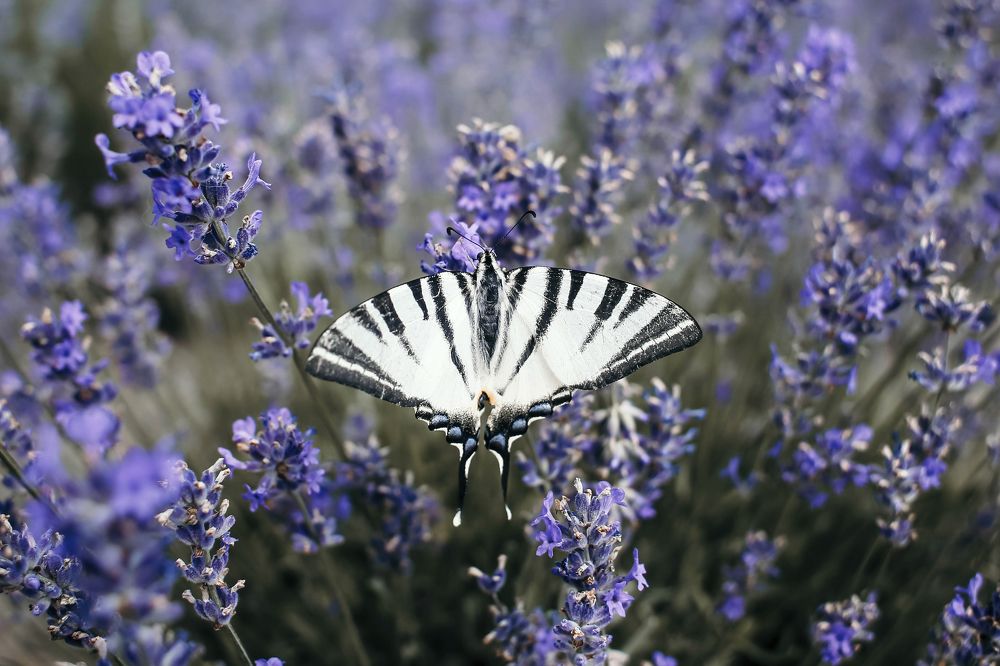 Photograph by Панькина Мария