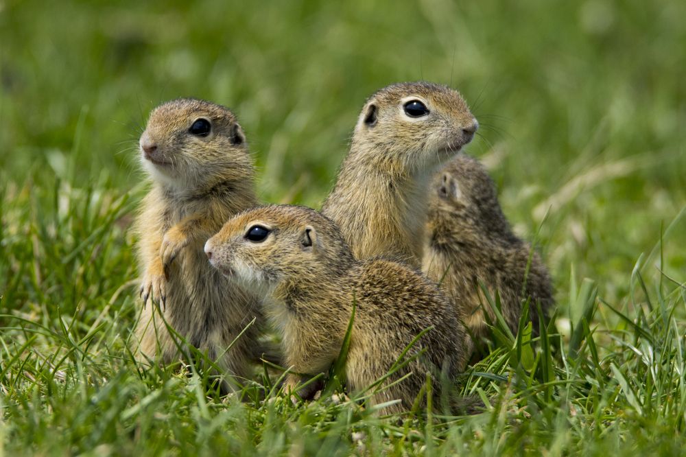 Photograph by Predrag Kostin