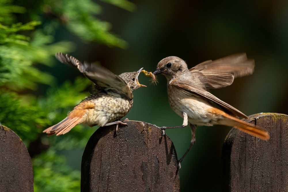 Photograph by Predrag Kostin