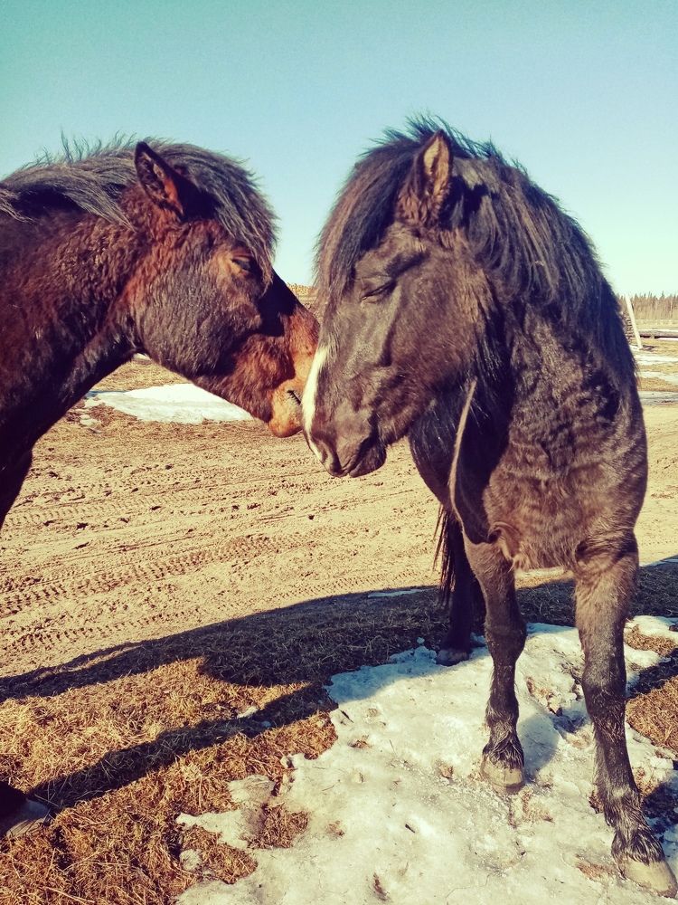 Лошади-мезенки