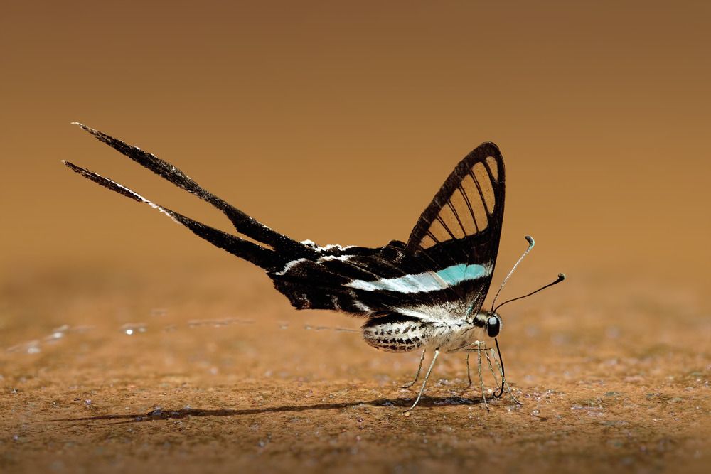 Swallowtail butterfly