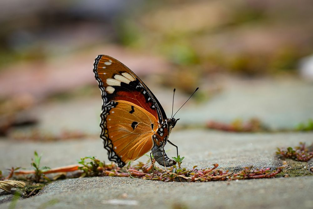 Photograph by Hoàng Nguyễn