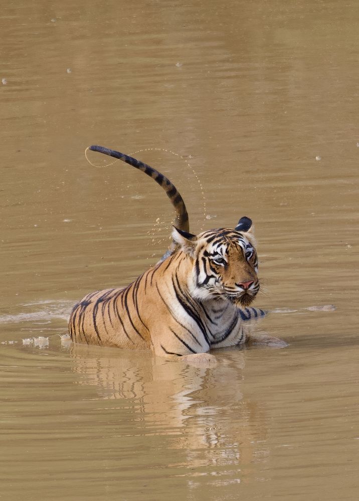 Photograph by Himanshu Athalye