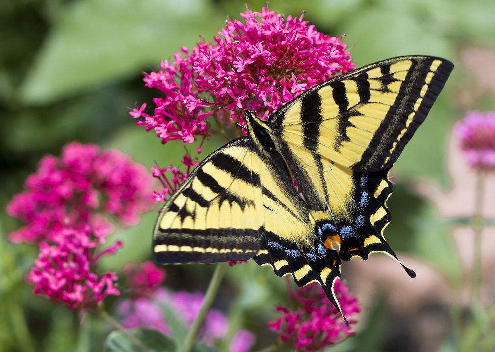 Photograph by Valentina Gatewood