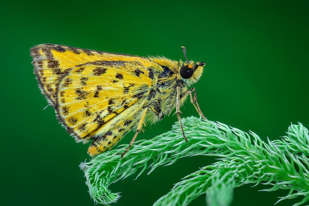 Photograph by Tran The Ngoc