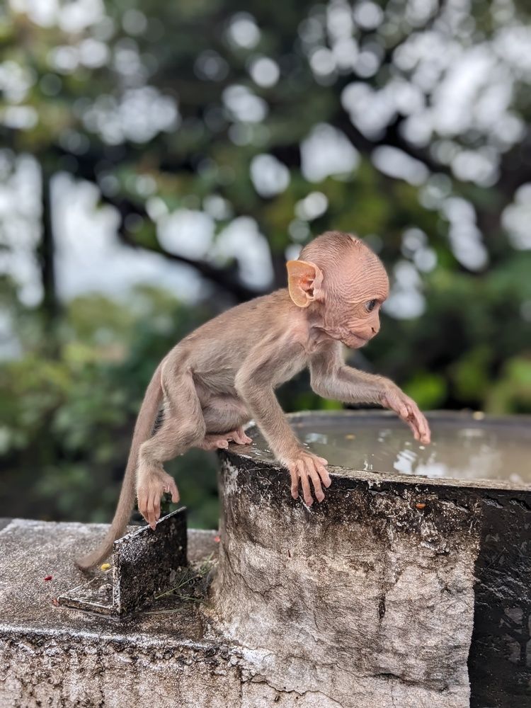 Photograph by ASHOK GAIKWAD