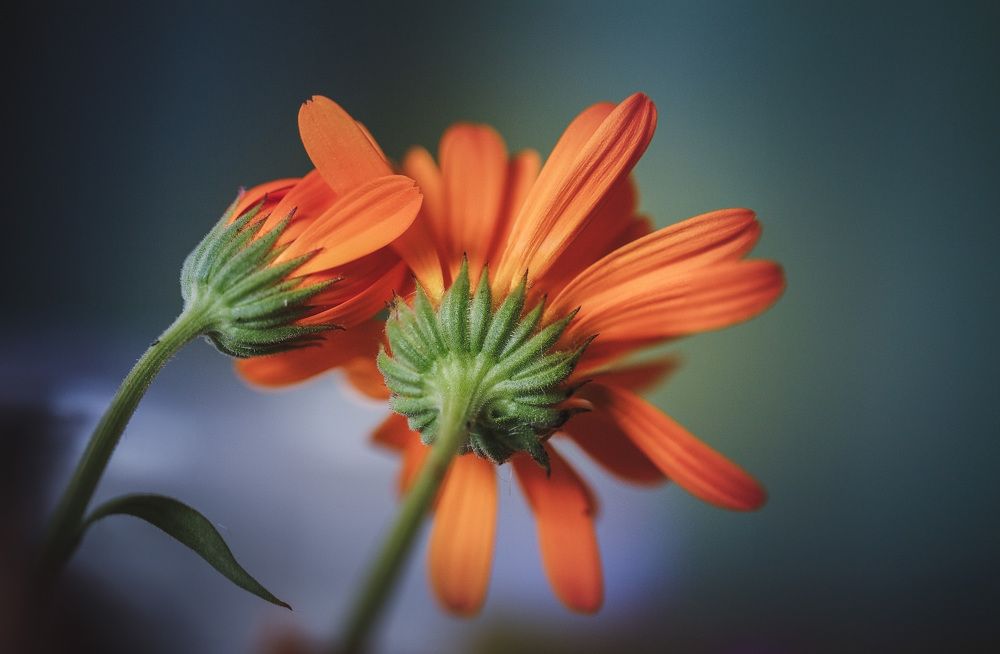 Photograph by Зеленько Дмитрий