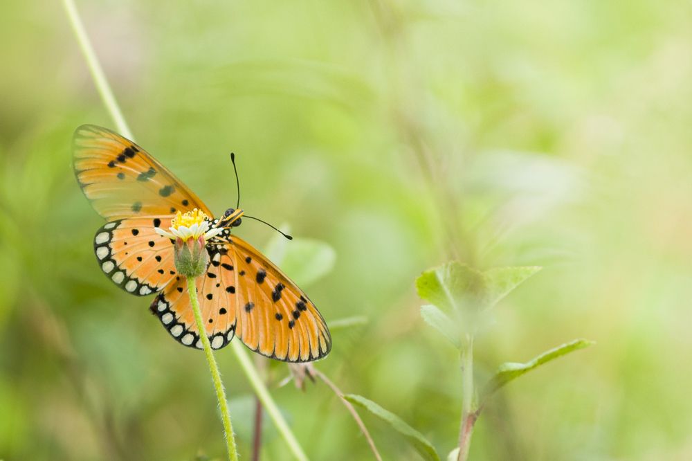 Photograph by Pritam Mandal