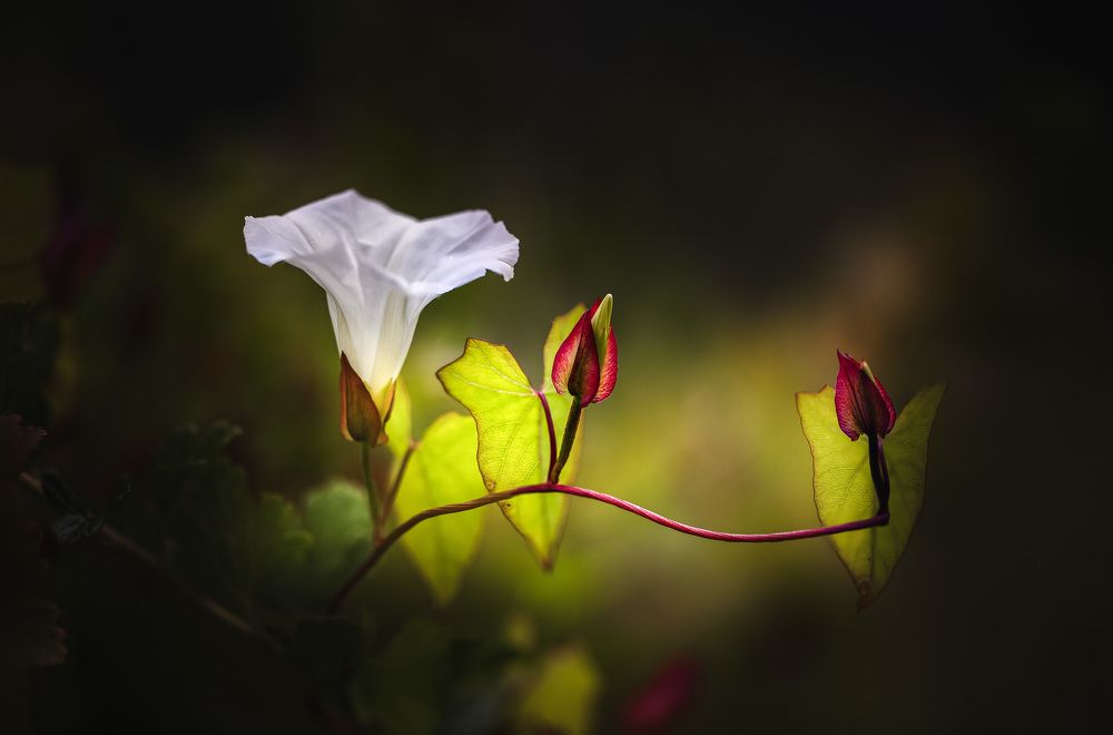 Photograph by Зеленько Дмитрий