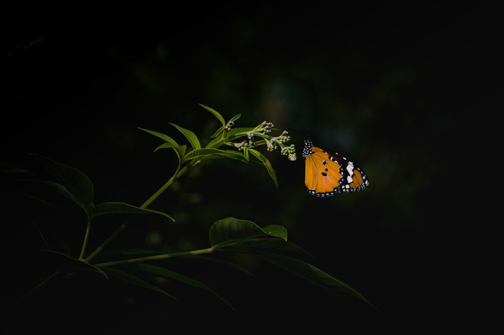 Photograph by Pritam Mandal