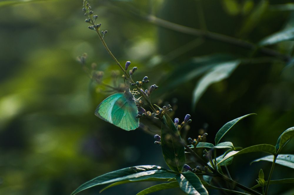 Photograph by Pritam Mandal