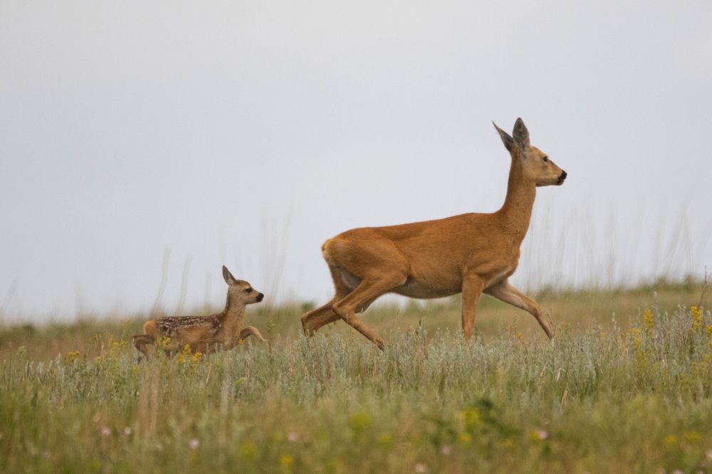 Photograph by Татьяна Нурхайдарова