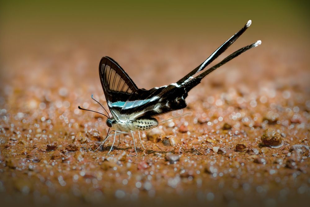 swallowtail butterfly