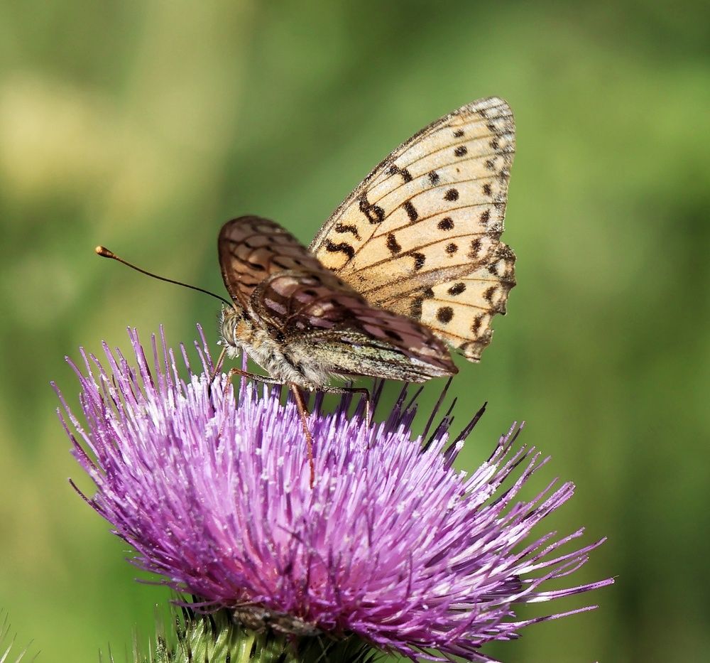 Photograph by Olga Asson