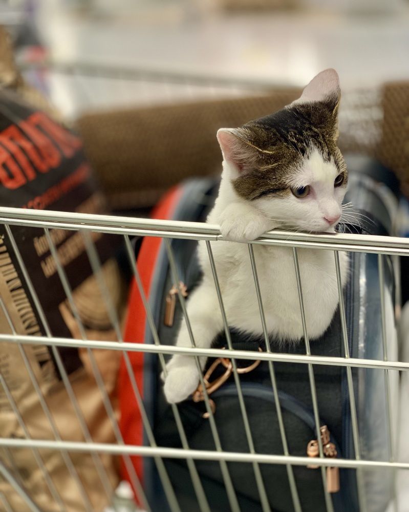 Однажды по дороге на дачу