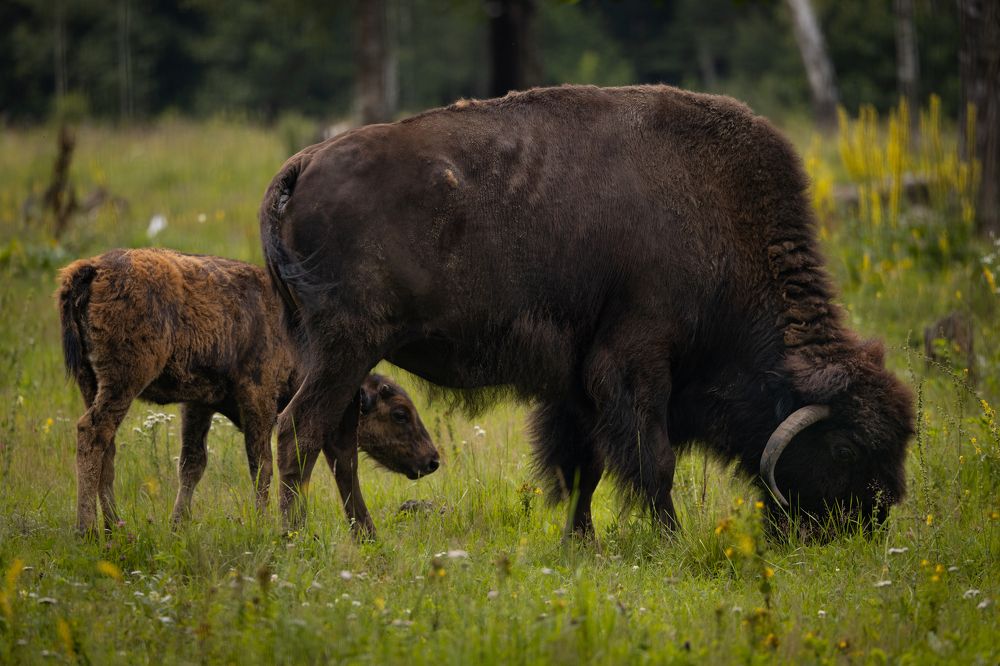 Photograph by Галина Павлова