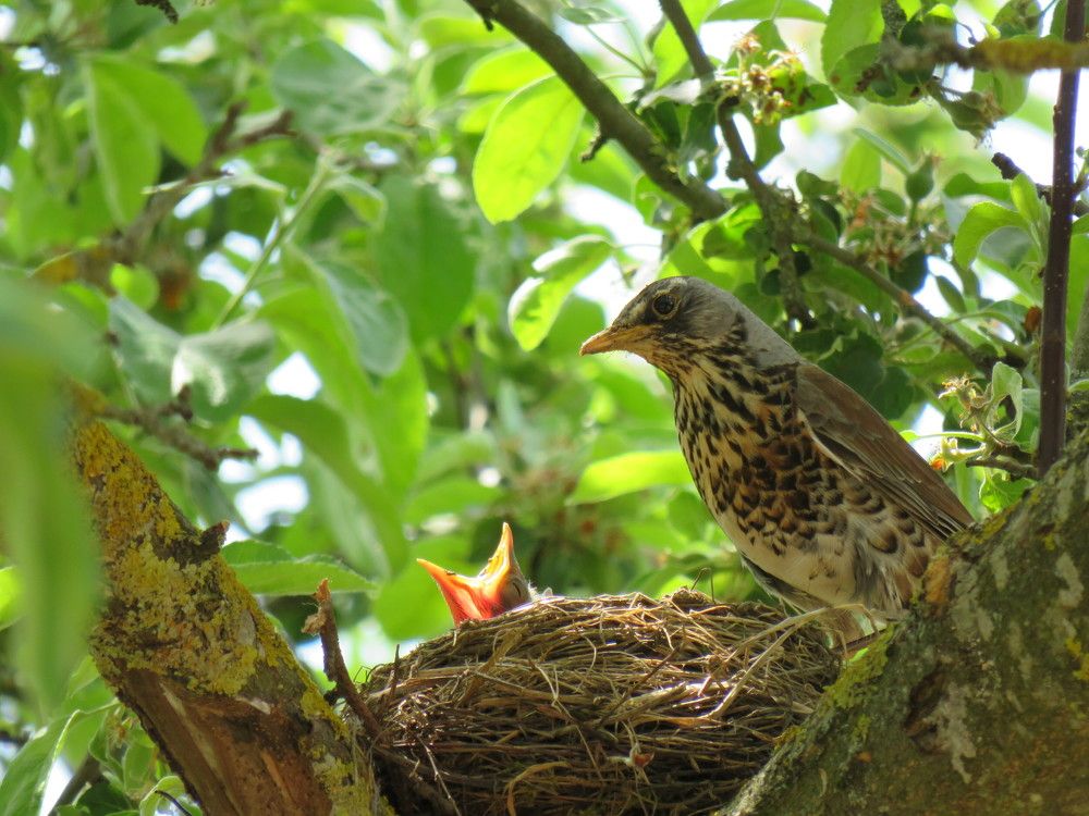 Fieldfare thrush and nestlings