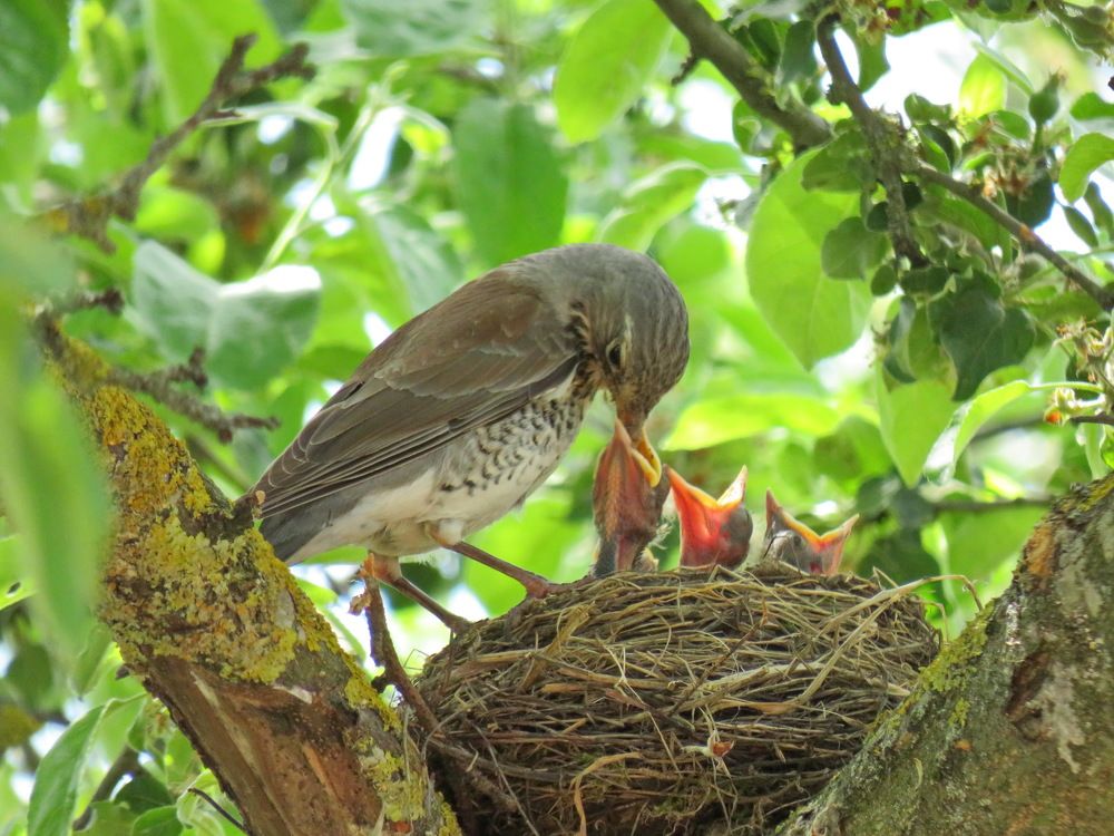 Fieldfare thrush and nestlings