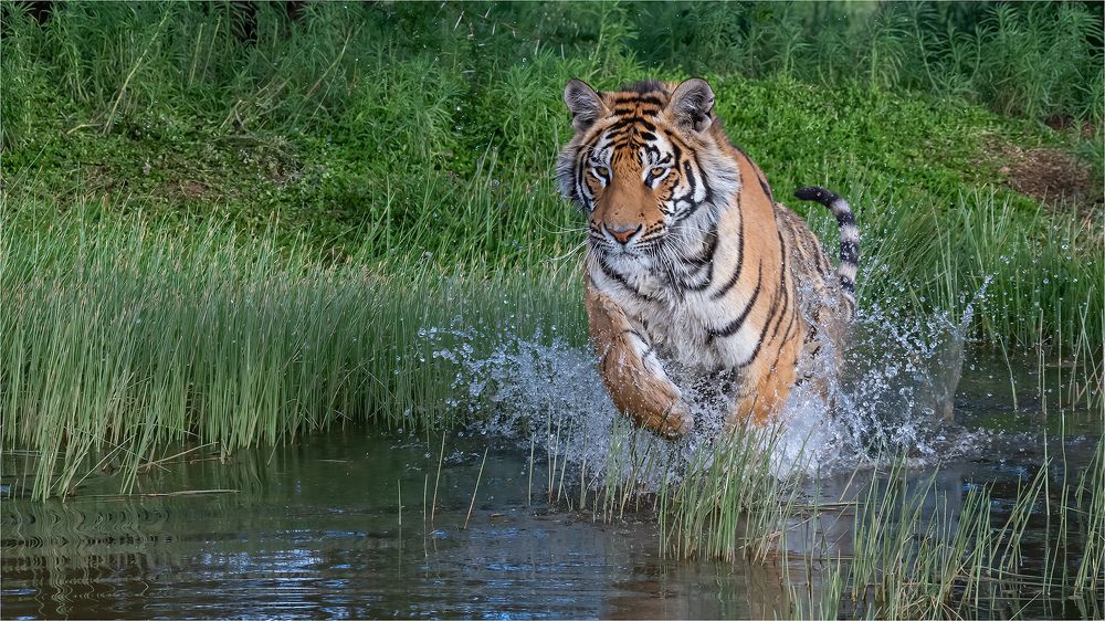 Photograph by Tania Cholwich