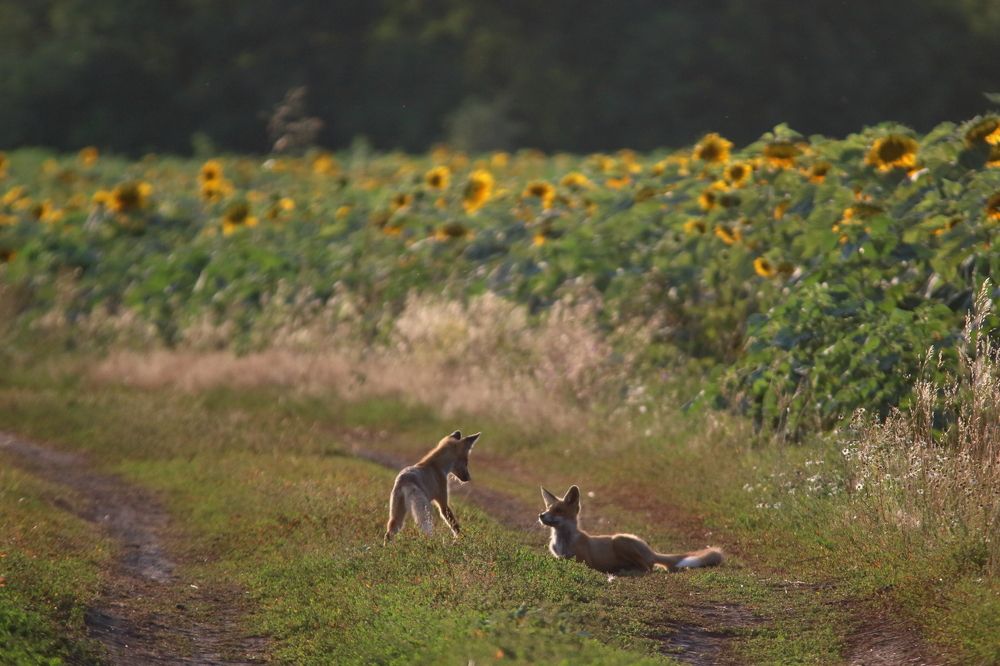 На полевой дороге