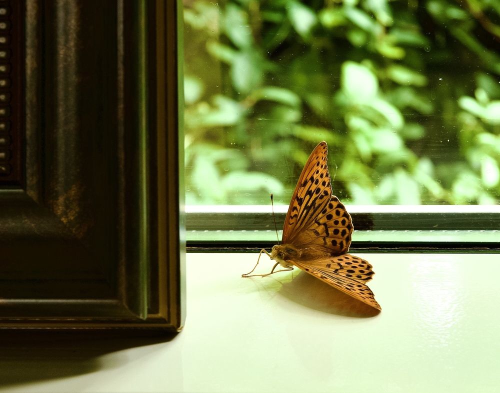 Photograph by Светлана Георкова