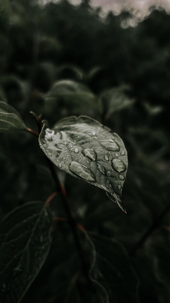 Photograph by Софья Гелевера