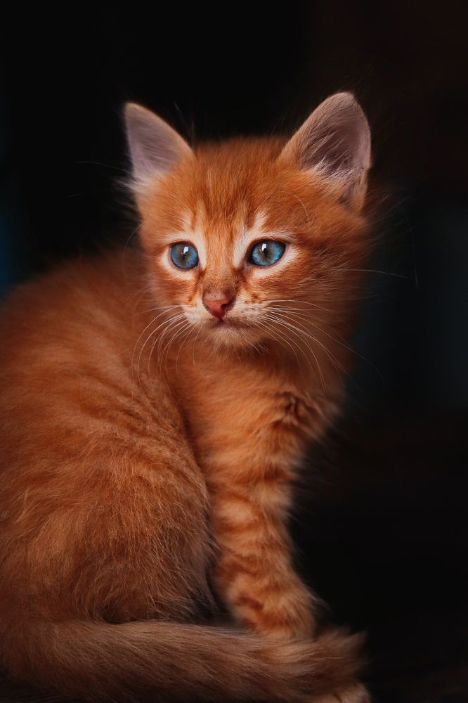 Голубоглазое чудо