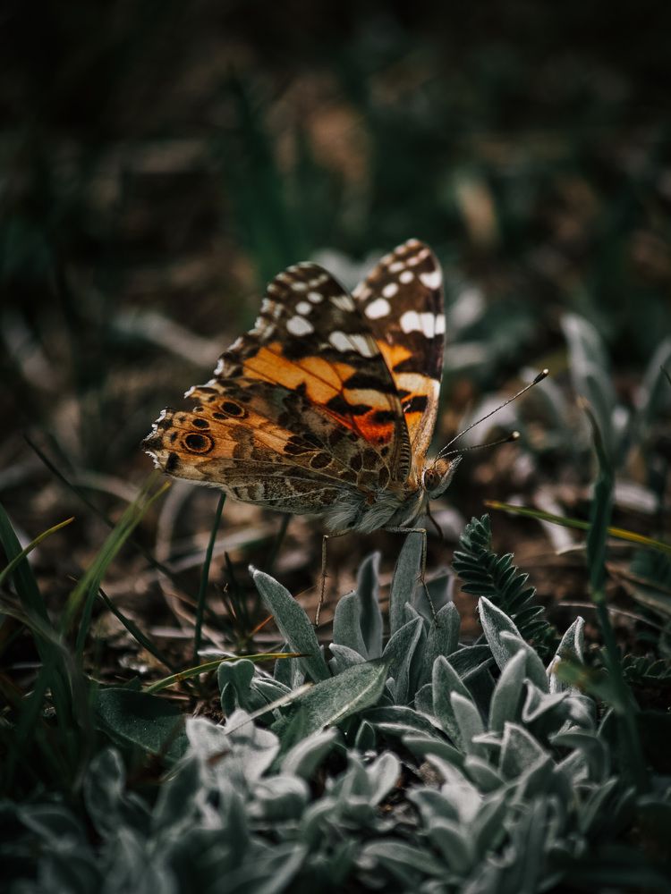 Photograph by Софья Гелевера