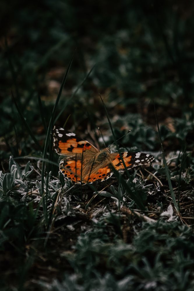 Photograph by Софья Гелевера