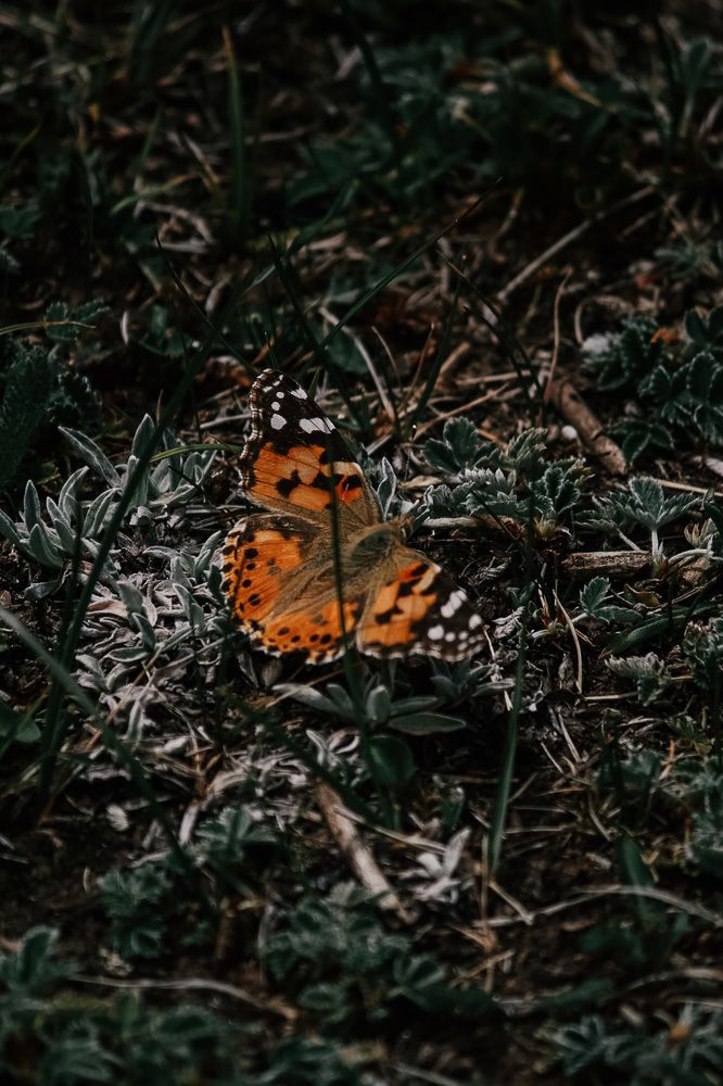 Photograph by Софья Гелевера