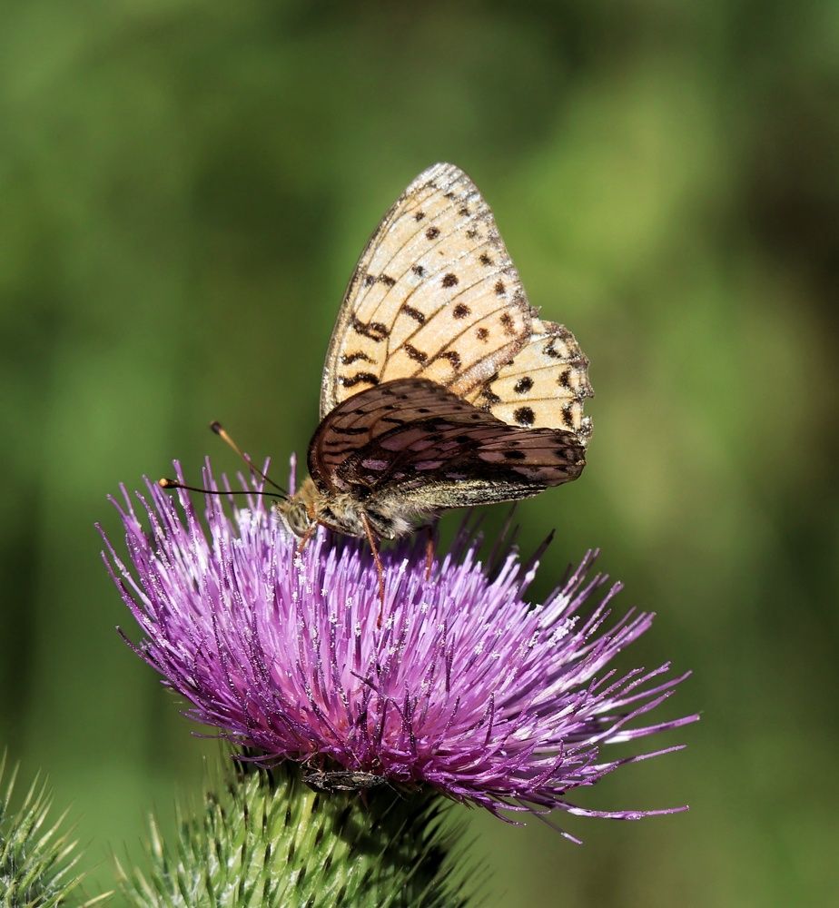 Photograph by Olga Asson