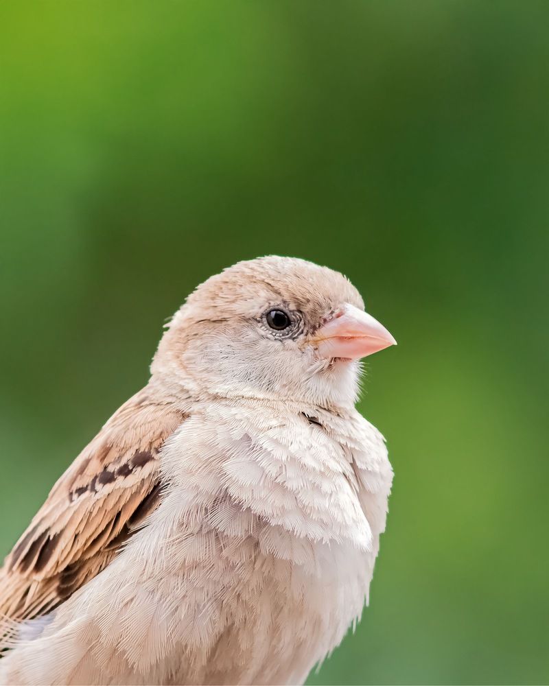 House sparrow